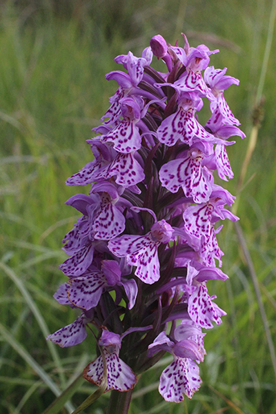 Dactylorhiza ×formosa